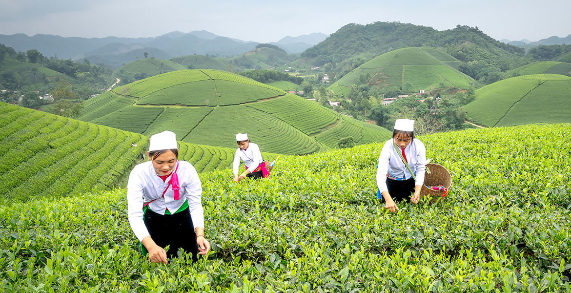 Health Benefit of Organic Honey for Immunity